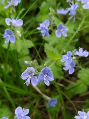 Veronica chamaedrys