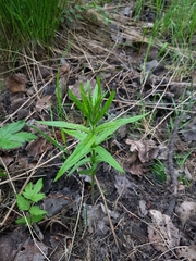 Lysimachia