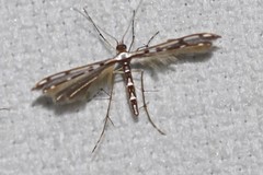 Cosmoclostis aglaodesma