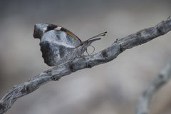 Libytheana terena