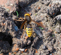 Vespa crabro altaica