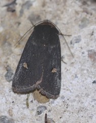 Proteuxoa testaceicollis