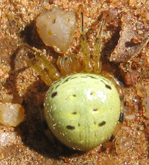 Neoscona rufipalpis