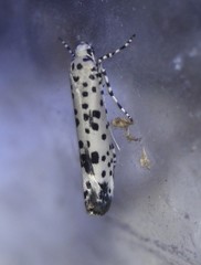 Yponomeuta pustulellus