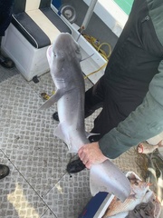 Notorynchus cepedianus