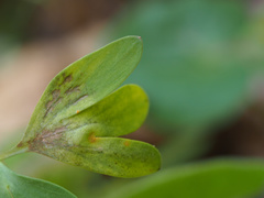 Peronospora corydalis