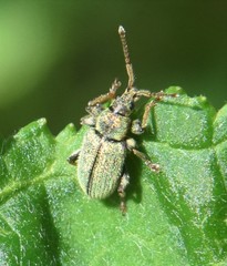 Phyllobius betulinus
