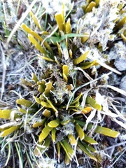 Carmichaelia corrugata