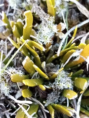 Carmichaelia corrugata