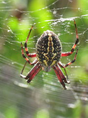 Araña Manchada de Jardín - Photo (c) Michael Schmidt, algunos derechos reservados (CC BY-NC-SA)