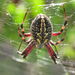 Western Spotted Orbweaver - Photo (c) Michael Schmidt, some rights reserved (CC BY-NC-SA)