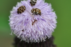 Paraparatrechina sakurae