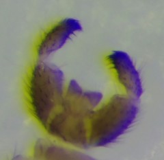 Bradysia ocellaris