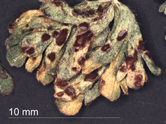 Puccinia geranii-pilosi