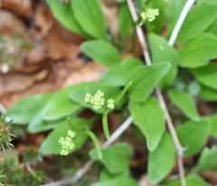 Valeriana saxatilis