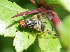Otites porcus