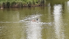 Branta canadensis