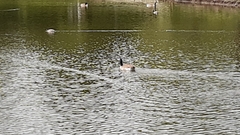 Branta canadensis