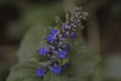 Ajuga reptans