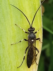 Ichneumon deliratorius