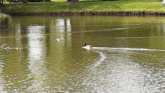 Branta canadensis