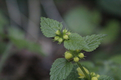 Lamium galeobdolon