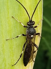 Ichneumon deliratorius