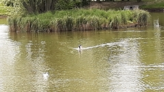 Branta canadensis