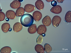 Puccinia geranii-pilosi