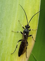 Ichneumon deliratorius