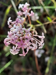 Asperula hirsuta