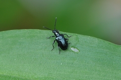 Lema concinnipennis