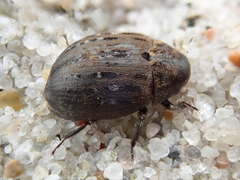 Byrrhus pilula