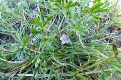 Puccinia geranii-pilosi