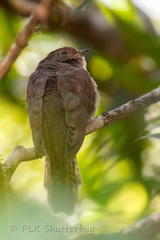 Cacomantis flabelliformis