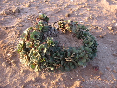 Limonium companyonis