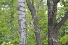 Muscicapa striata