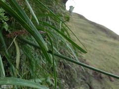Cyrtanthus epiphyticus