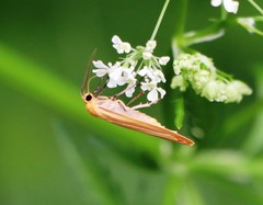 Eilema depressa