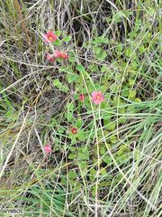 Jamesbrittenia breviflora