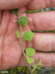 Jamesbrittenia breviflora