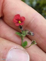 Jamesbrittenia breviflora
