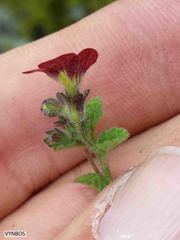 Jamesbrittenia breviflora