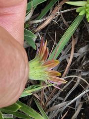 Dimorphotheca jucunda