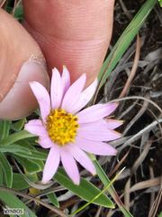Dimorphotheca jucunda