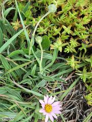 Dimorphotheca jucunda