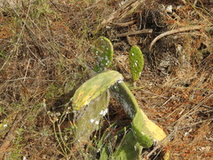 Opuntia maxima