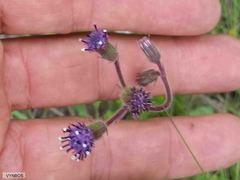 Senecio discodregeanus