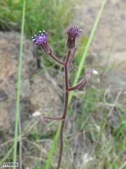Senecio discodregeanus