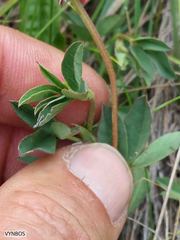 Indigofera dimidiata